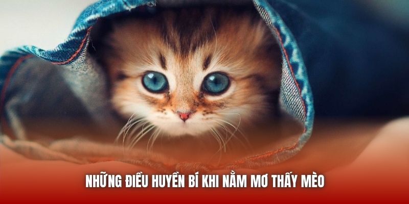 Những điều huyền bí khi nằm mơ thấy mèo