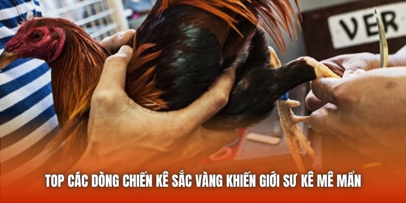Top các dòng chiến kê sắc vàng khiến giới sư kê mê mẩn