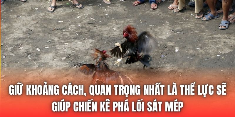 Giữ khoảng cách, quan trọng nhất là thể lực sẽ giúp chiến kê phá lối sát mép